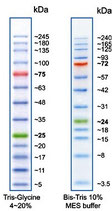 Protein Ladder Extended prestain 5-245kDa, 500ul