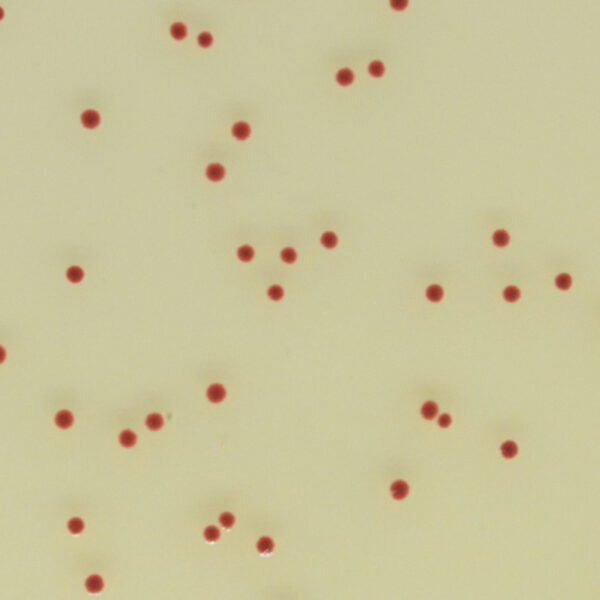 CHROMagar Campylobacter, 5000ml