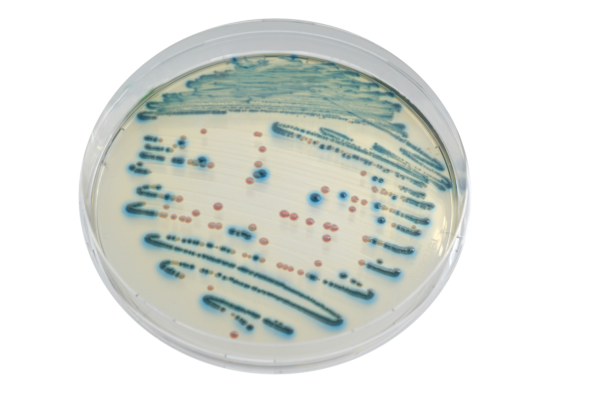 CHROMagar Enterobacteria, 5000ml_image