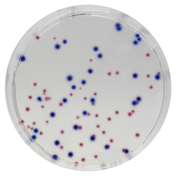 CHROMagar CCA - Coliformes e E.coli (3x5000mL)_image