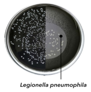 Legionella GVPC Agar, 20 placas