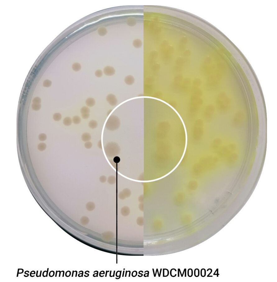 Pseudomonas CN Agar (20 plates)