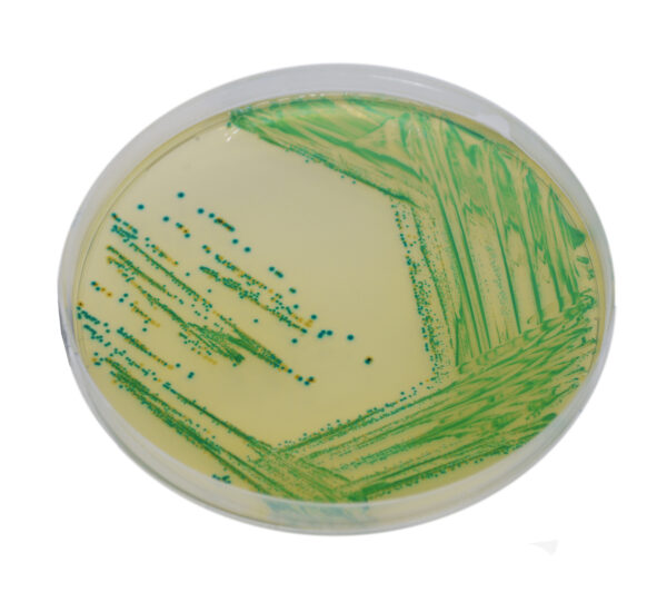 CHROMagar Cronobacter (5000mL)_image