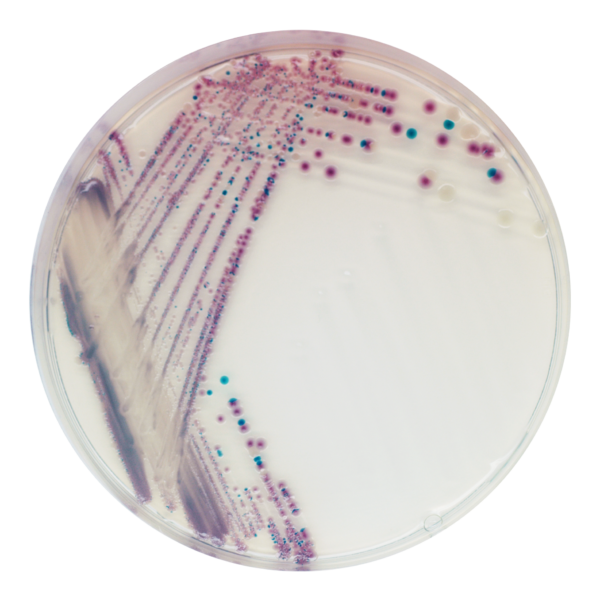 CHROMagar Vibrio (5000ml)_image