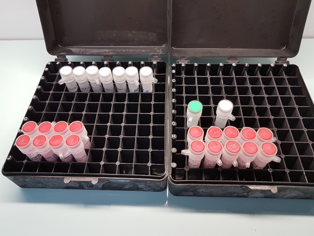PCR-Master mix SYBRGreen Hi-Rox, 2x100rxns